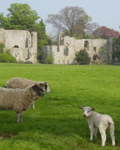 Jervaulx Abbey & sheep