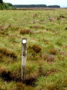 No sign of the path but waymarks assure the weary walker